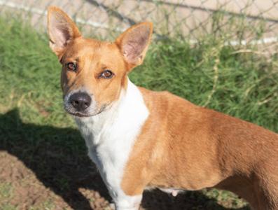Minnie, Mixed Breed, adult, available for adoption