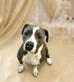 A brown and white dog sitting on a beige surface with a blurred background.