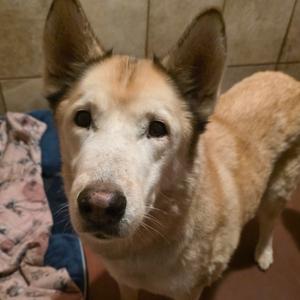 Blitz, Husky, senior, available for adoption