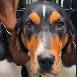 Johnny, Coonhound, Treeing Walker, adult, available for adoption