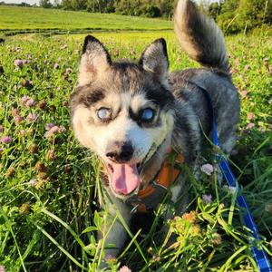 Buck, Husky, senior, available for adoption