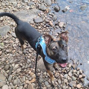 A black and brown dog wearing a blue harness stands on a rocky surface near water.