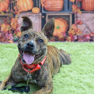 Ivy, Mixed Breed (Medium), adult, available for adoption