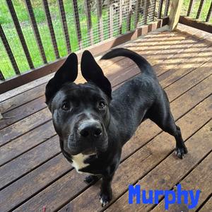 Murphy, Mixed Breed (Large), young, available for adoption