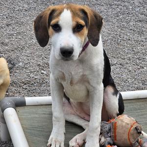 A beagle puppy sitting on a mat with a toy nearby.