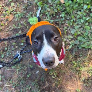 A dog wearing a festive orange and green hat, standing on a grassy area.