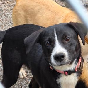 Jemma, Mixed Breed (Medium), puppy, available for adoption