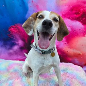 Rooster, Hound, adult, available for adoption