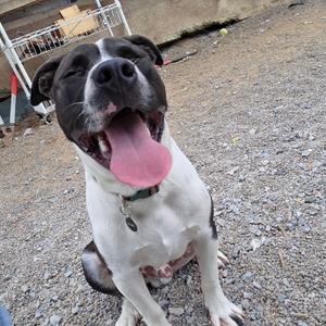 A black and white dog with a pink tongue sticking out, sitting on a gravel surface.
