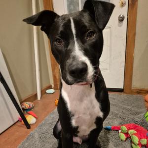 Jordan, Mixed Breed (Medium), adult, available for adoption