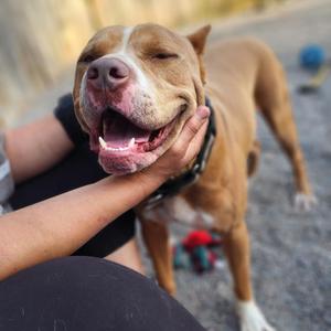 Marley (Tigger), Mixed Breed (Large), adult, available for adoption