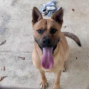 A tan dog with a black nose and floppy ears sits on a concrete surface, panting with its pink tongue hanging out. A stuffed animal toy is behind its head.