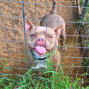A brown dog with a pink tongue sticking out, standing behind a wire fence in a sandy area with green grass in the foreground.