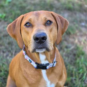 A brown dog with floppy ears and a white chest, wearing a patterned collar, sitting on grass.