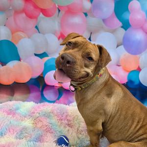 Denver, Mixed Breed (Medium), adult, available for adoption