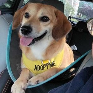 Katie, Mixed Breed (Small), adult, available for adoption