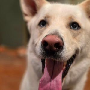 Benny, Husky, adult, available for adoption