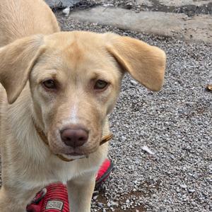 A light brown dog with floppy ears and a red collar stands on a gravel surface.