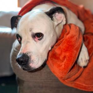 Couchy (aka Couch Potato), Mixed Breed (Large), adult, available for adoption
