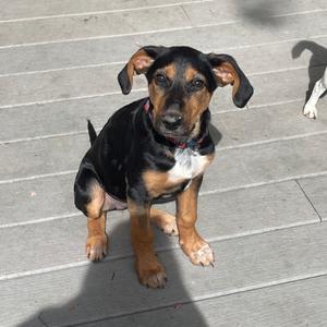 A black and brown puppy sitting on a wooden deck, looking up at the camera.