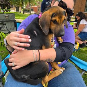 Bing, Mixed Breed (Medium), puppy, available for adoption