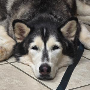 Niko, Husky, senior, available for adoption