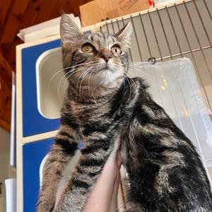 Secret, kitten, available for adoption