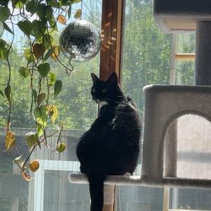 Dancer, adult, available for adoption