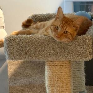 Mr. Wonderful, adult, available for adoption
