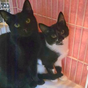 Sweet Dee, kitten, available for adoption