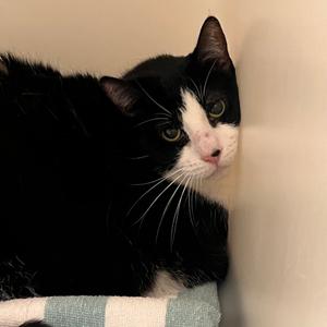 A black and white cat with green eyes is lying on a blue and white striped blanket, looking at the camera.