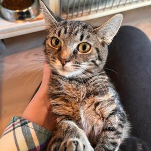 Dove, kitten, available for adoption