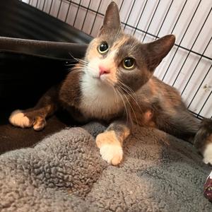 Mrs. Ramsey, adult, available for adoption