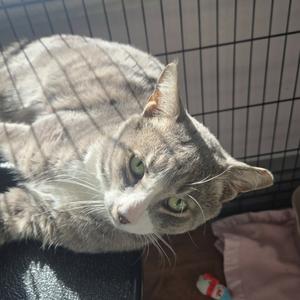 A gray and white cat with green eyes is lying down inside a wire cage. The cat is looking towards the camera, and its fur appears soft and fluffy. The background includes a pink blanket and a small toy.