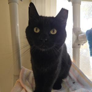Franklin, adult, available for adoption