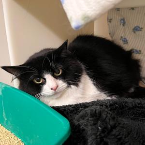 Biscotti, adult, available for adoption
