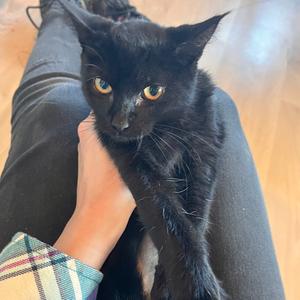 Old Spice, kitten, available for adoption