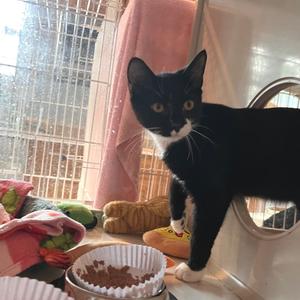 Harry Edward, kitten, available for adoption