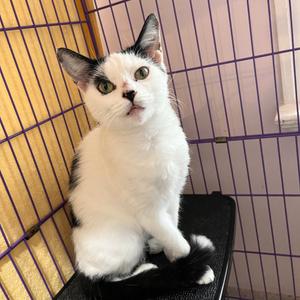 Earhart, adult, available for adoption