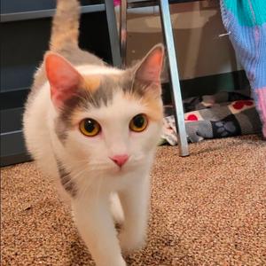 Sparkles, adult, available for adoption