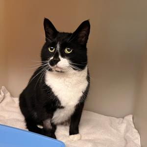 A black and white cat sitting on a blanket