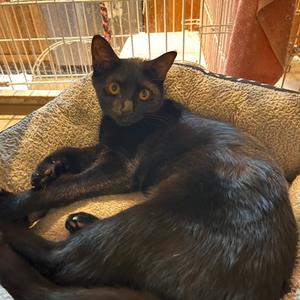 Hannah Banana, kitten, available for adoption