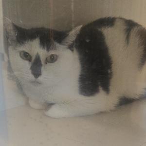 A black and white cat lying down on a surface, with its head turned slightly to the side.