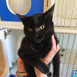 Irish Spring, kitten, available for adoption