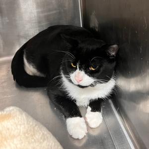 Poblano, adult, available for adoption