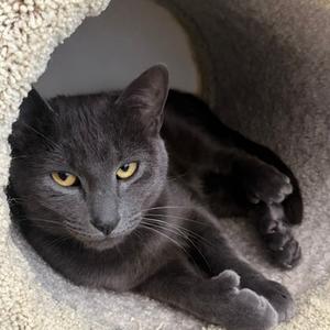 Sebastian, adult, available for adoption