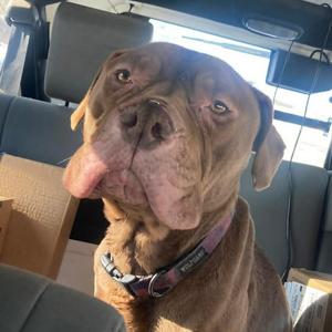 Hope, Terrier, American Pit Bull, adult, available for adoption