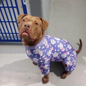Hope, Terrier, American Pit Bull, adult, available for adoption