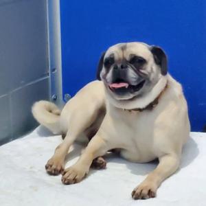 Wednesday, Pug, adult, available for adoption