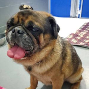 Pugsley, Pug, adult, available for adoption